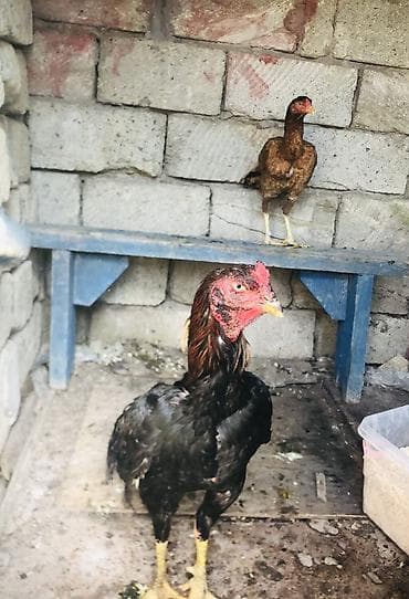 Saglam hevandi serait olmadigdan tecili satllir qiymet fereye aidi 11 — 1