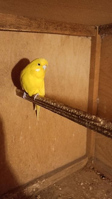amadin gulda: Məhsul: Sarı dalğalı papuqay (budgerigar) Xüsusiyyətlər: - Tam parlaq — 1