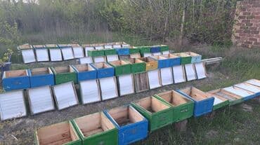 подготовка к орт индивидуально: Whatsapp'dan əlaqə saxlayın 
Arı yeşikləri

15əd — 1