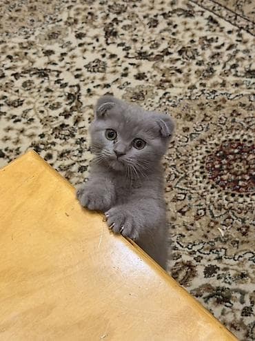 pişik tualeti: Şotland yastı qulaq — 1