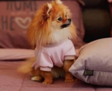 i̇t şpitz: Şpitz, 5 ay, Peyvəndli, Ünvandan götürmə, Ödənişli çatdırılma, Rayonlara çatdırılma — 1