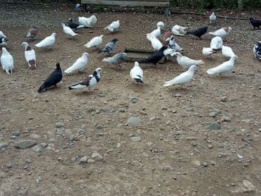 Hamsi satılır Samux da