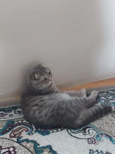 şotlan pişiyi: Şotland, Erkək — 2