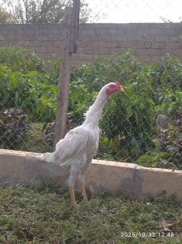 quş yuvaları: Xoruz, il: <1 — 1