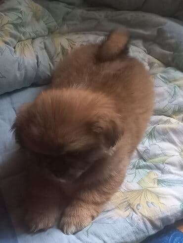 ucuz ev itleri: 2 ay, Erkek, Pulsuz çatdırılma — 3