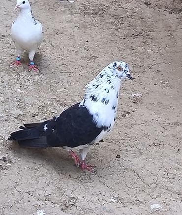 tutuquşu show jumbo: 3 gün qabaq tutulub qızğın erkeydi qiymet sondu qara çil saxlamiram — 4