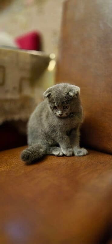 вислоухий сиамский кот: Шотладская вислоухая — 3