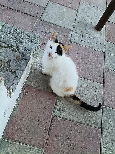 bala tutuquşu: Yaxşı əllərə — 5