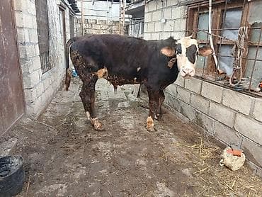 tap az qaz balalari: Etlik erkek dana.150 kg eti var kök maldı — 1