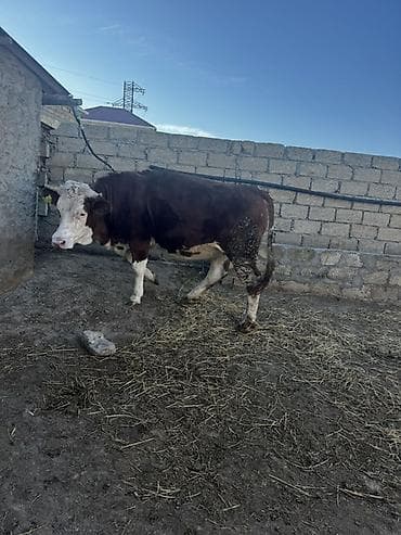 Balıqlar: İki baş simmental düyə satılır. Biri 3 aylıq,biri isə 1 aylıq — 6