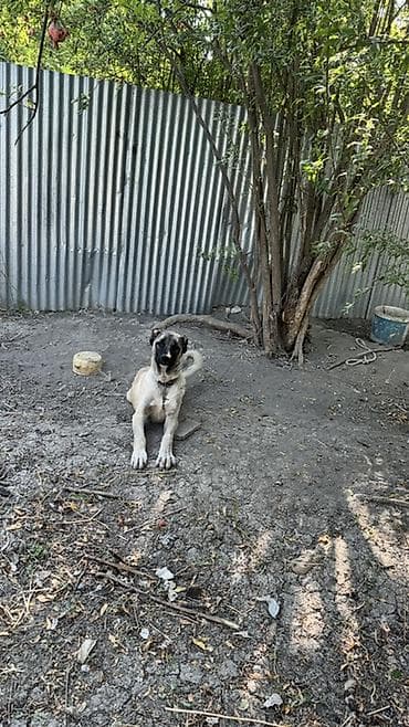 kangal balası: Kanqal — 1