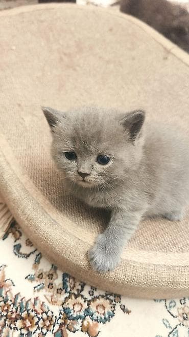 bere ceken: Şinşilla — 2