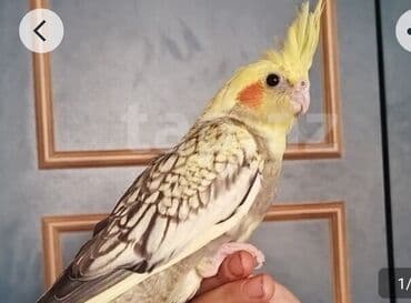 quş yuvasi: Nimfa (Cockatiel) tutuquşu - Növ: Nimfa (Nymphicus hollandicus) - — 2