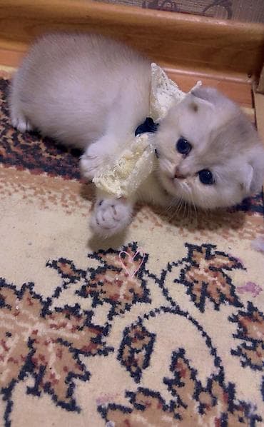 erkek pişik: Şotland yastı qulaq — 3