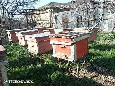 Gəmiricilər: Arı yeşikləri və arıçılıq avadanlıqları - Hədəf: kiçik və orta ölçülü — 3