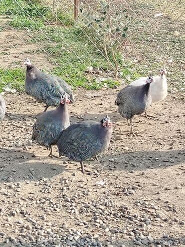 Inəklər, öküzlər: Toyuq, Damazlıq, Ödənişli çatdırılma — 5