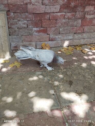 hazır ev çertyojları: Hazır cütdülər.Soğan ebrew qizğin erkək 18 tükdür.Maya 13-14 tük — 4