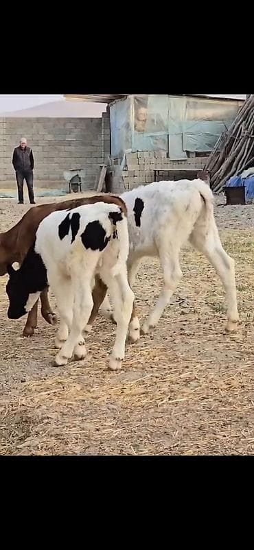 smental dana: Satışda – müxtəlif rəngli heyvan balaları (buzovlar). Xüsusiyyətlər — 1