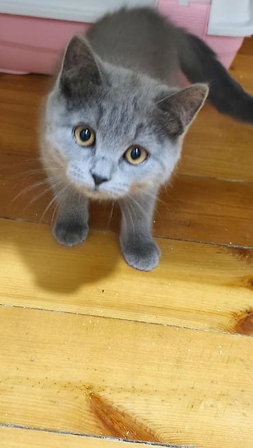 qoyunun disleri: Britan, Erkək, Dişi, Yaxşı əllərə, Ünvandan götürmə, Ödənişli çatdırılma — 6