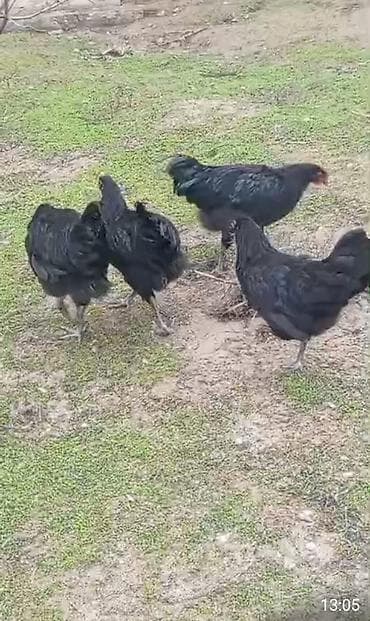 ari mumu satilir: Toyuq, Australorp, Damazlıq, Ödənişli çatdırılma — 10