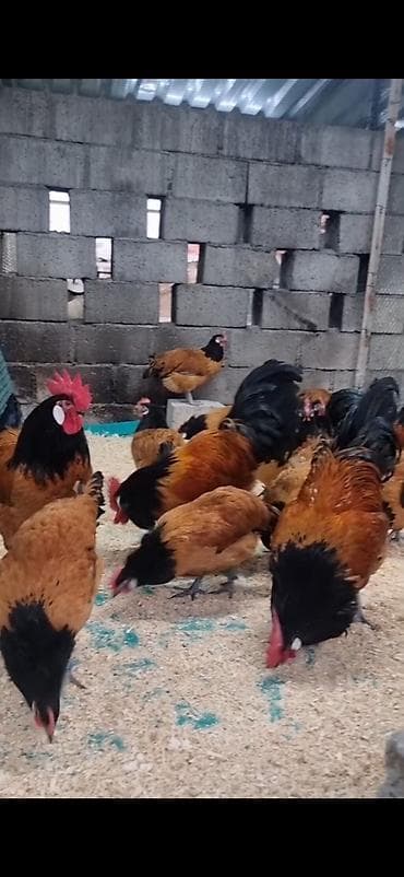 cücə və xoruz təmsil: Toyuq, Damazlıq — 4