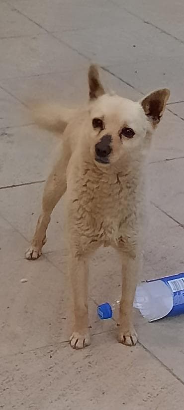 it ve qiz sekilleri: Sevimli, xırda ölçülü it – krem rəngli, qulaqları dik, quyruğu tüklü — 3