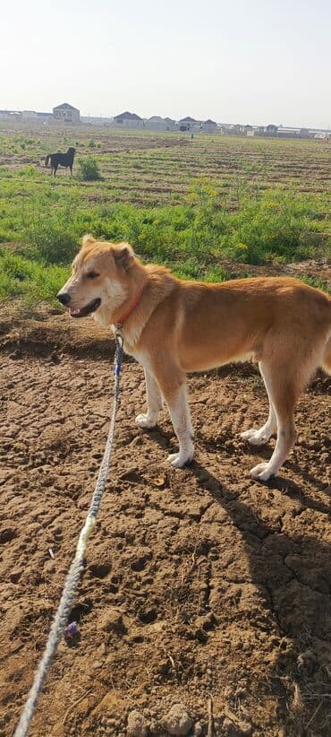 9 ay, Erkek, Peyvəndli, Ünvandan götürmə