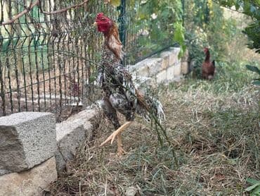 Xoruz, Heyratı, il: <1, Ünvandan götürmə