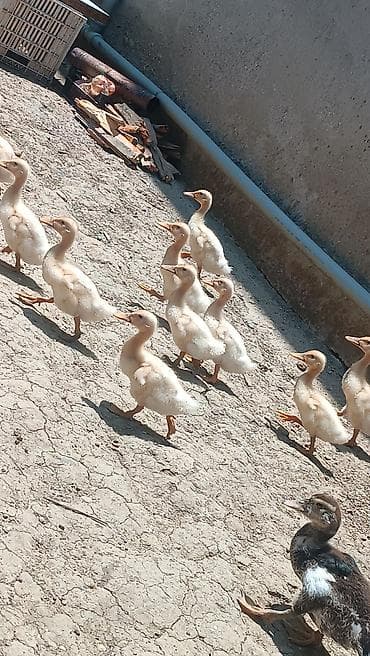 satılan atlar: Məhsul: Pekin ördek balası satılır 20əded. 1ayliq bir ədədi 4azn ünvan — 1