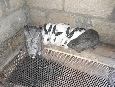 iri buynuzlu heyvanlar: 5 edeti 4disi di bogasdi bir ekedi 75m. qimet sondu — 1