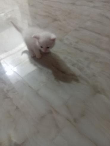 alabay balası: Yaxşı əllərə — 3