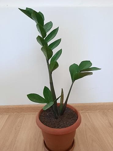 Комнатные растения: Zamioculcas gülü — 1