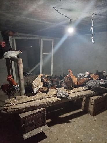 3 ayliq kend colpasi satilir kes ye temiz ceki 600 den 800 q arasi