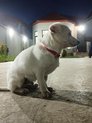 gencede heyvanlar: Cek rassel teryer, 3 ay, Erkek, Peyvəndli, Ünvandan götürmə — 2