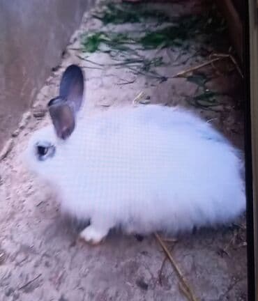 şirin dovşan şəkilləri: Salam.erkek dovsan 7ayliqdir — 2