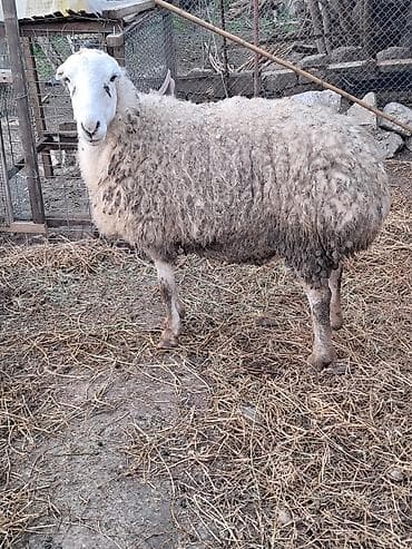 Akvariumlar: Qoyun bogaz bozkere tatallar beyleqan — 2