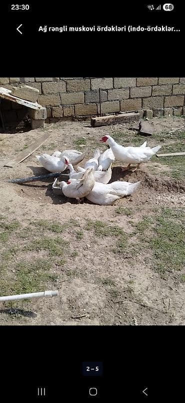 qoyunlar satilir: Lal. ördəklər satilir hər növdə var krasnadar,ağ yerlizümrüdü — 3