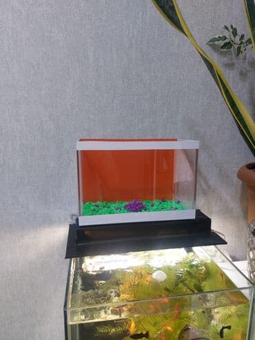 компрессор для аквариума бишкек: Ölçü 30×20×15

Ev və ofis üçün estetik, baxımı asan mini akvaryum — 3