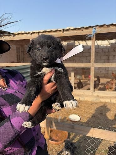 İtlər: Balaca it balaları – gözəl rəng çalarları və möhkəm bədən quruluşu — 2