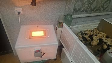 inkubator: 50 yumurta, Azərbaycan, Bütün növ quşlaq üçün, Zəmanət ilə, Azərbaycan dilində təlimat — 9