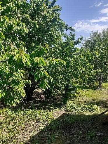 lan: 7 sot, Kupça (Çıxarış) — 2