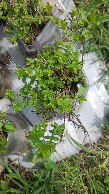 helba bitkisi faydaları: Kəklik otu şitilləri. Gədəbəy kaklikotu şitilləri. İstəyən əlaqə — 3