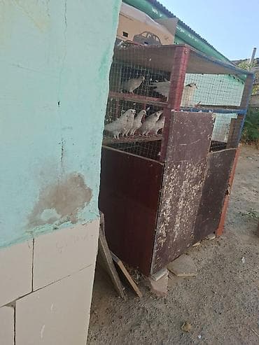 göyərçin satışı: Tergidirem isle elaqeder hamsi cutdur uçuslu heyvanlardi baxan bilecey — 1