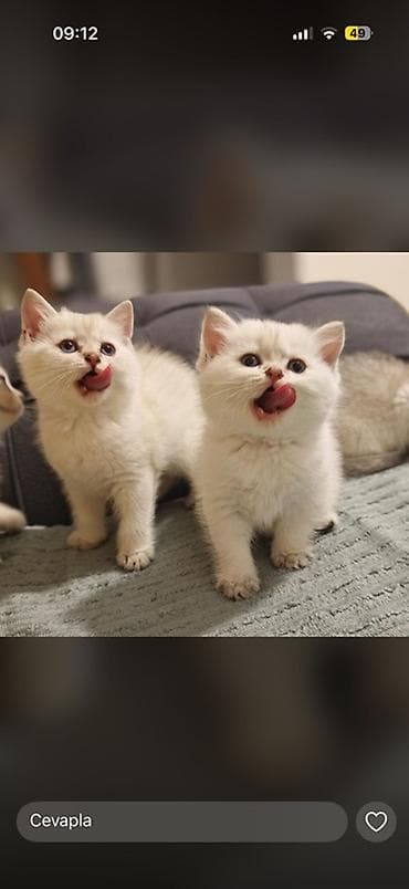 bala pişik pulsuz: Britan — 3