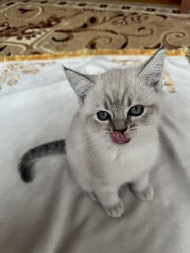 возьму породистого котенка в дар: Yeni Ailə axtarırıq🤍 Şotlan və britan qarışıqı 2 aylıq baladı Qum — 1