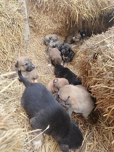 balaca sirin itler: Ünvandan götürmə — 2