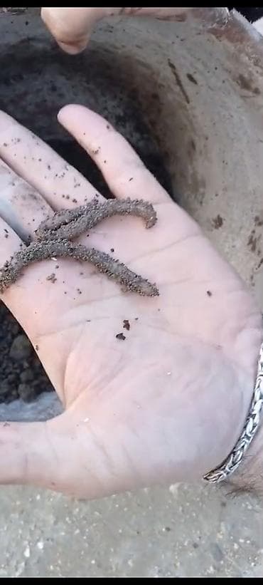 su daciki: Canlı torpaq qurdları – bağçılıq və balıqçılıq üçün - Məhsul: Canlı — 2