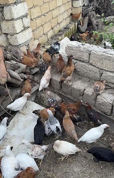 rahibə toyuğu: Toyuq, Yumurtalıq — 3