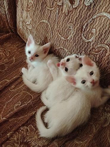 pişik balalari: Türk anqora, Pulsuz çatdırılma — 9