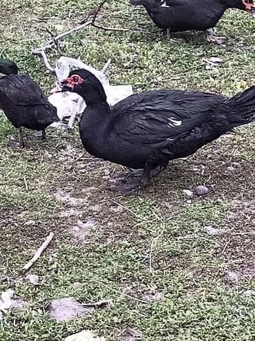 Cücələr: Satılır: Zumurud erkeyler 1 denesi 80 manat cavan. Damazdiq — 2